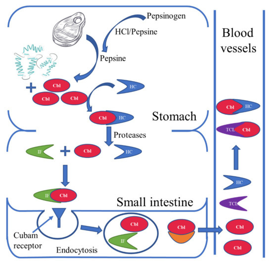 nutrients 15 02734 g002 550