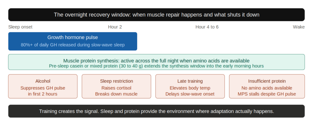 SL 15 sleep muscle repair