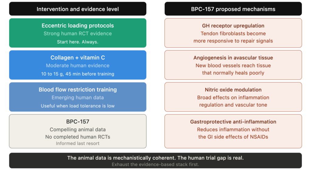 bpc157 injury recovery evidence hierarchy bpc157 injury recovery evidence hierarchy
