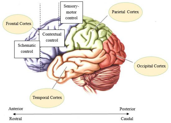 brainsci 12 00645 g001 550