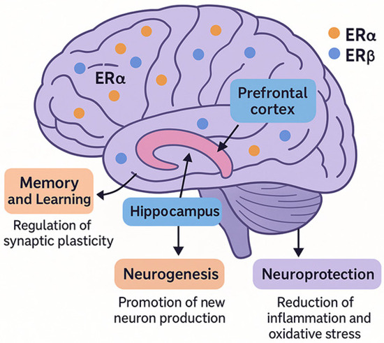 brainsci 15 01003 g001 550