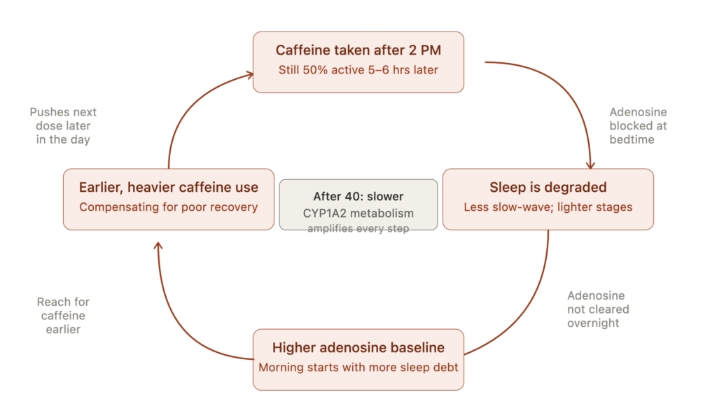 caffeine sleep cycle after 40