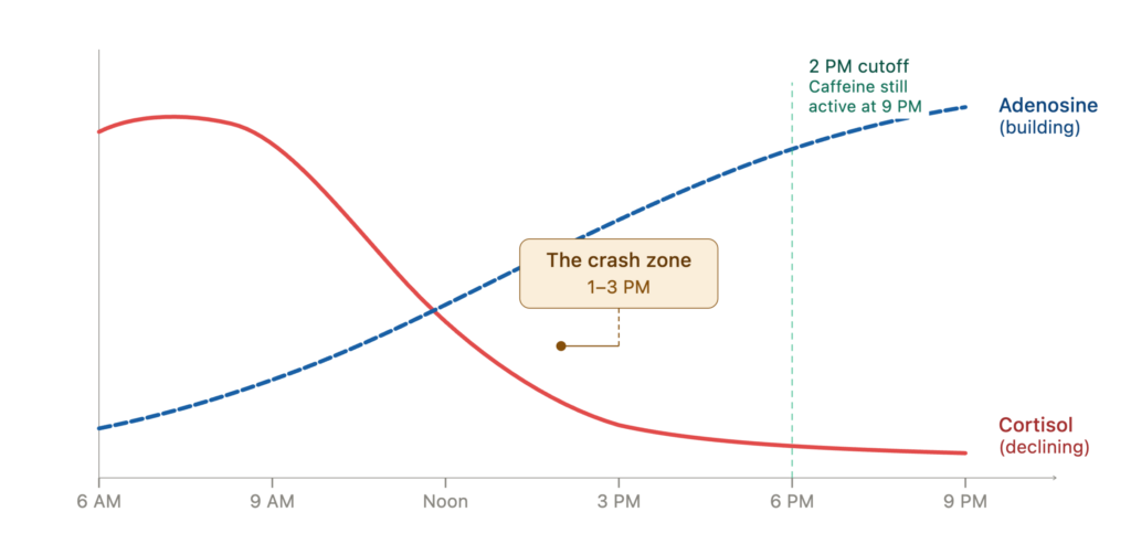 cortisol adenosine afternoon crash model