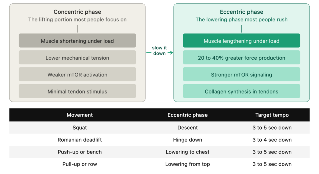 eccentric vs concentric training after 40 eccentric vs concentric training after 40