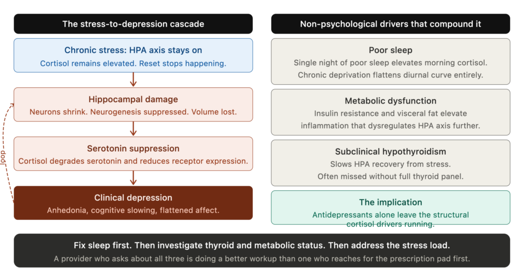 mh03 cortisol depression cascade mh03 cortisol depression cascade