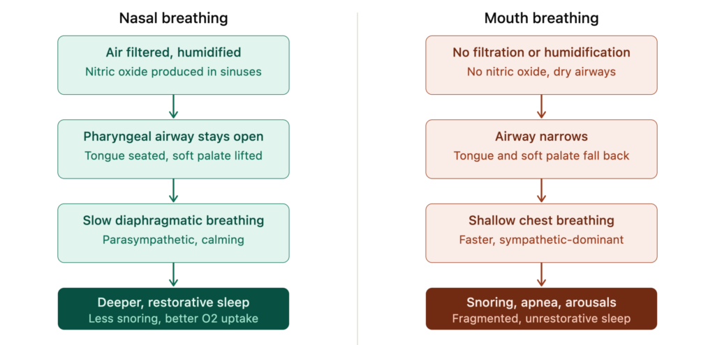 nasal vs mouth breathing sleep v2