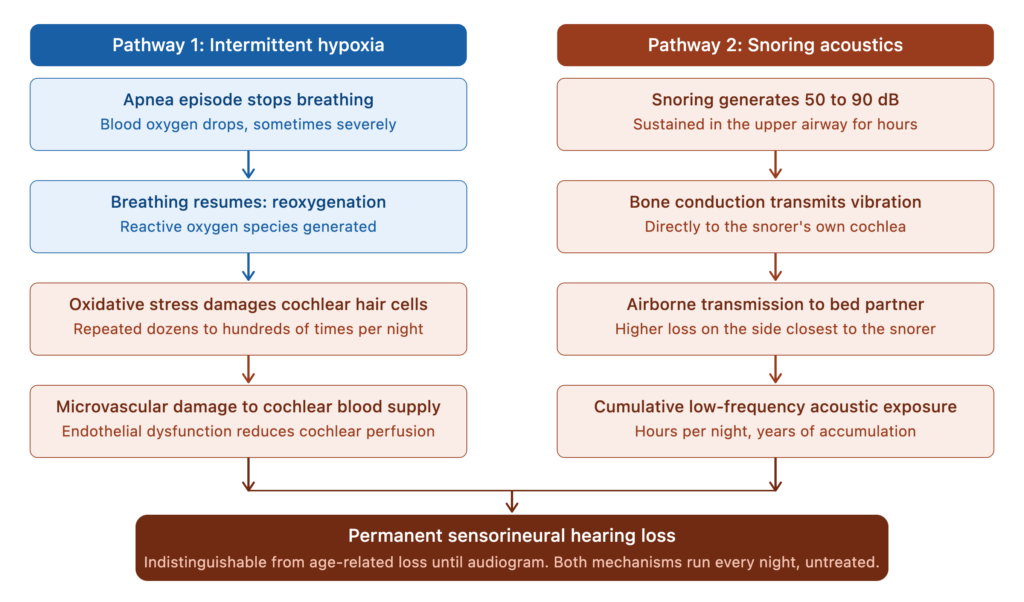 sleep apnea cochlear damage pathways sleep apnea cochlear damage pathways