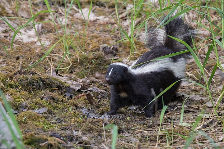 More Americans Are Getting Rabies Shots This Year As Exposures Rise