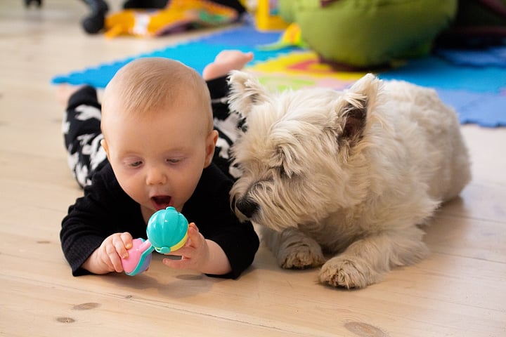 Pets Can Carry Antibiotic-Resistant Germs