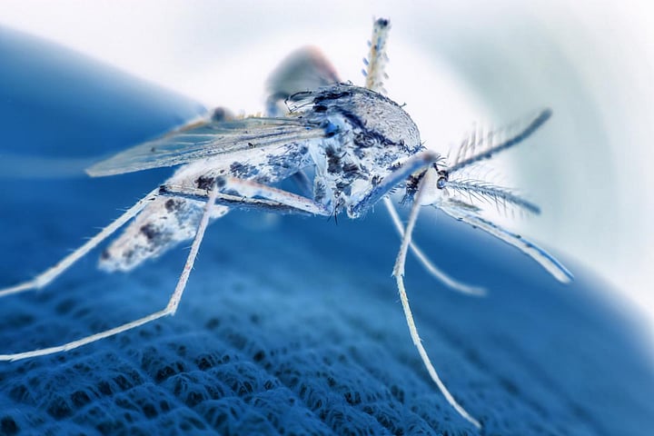 Florida Dengue Cases Nearly Double A Month After Emergency Declared