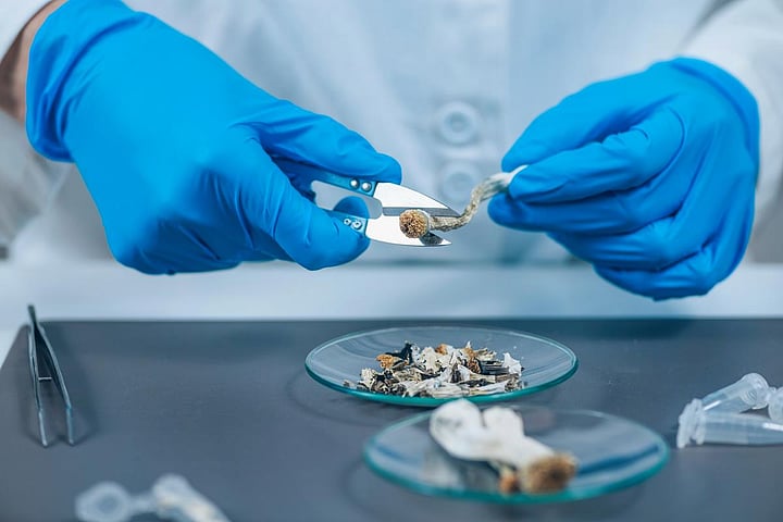 Secret Shoppers Confirm Safety Standards At U.S. Psilocybin Centers